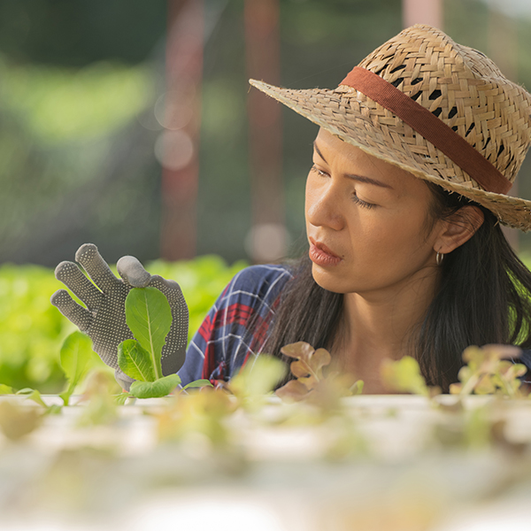 順應時令：解碼蔬果市場的供需規律